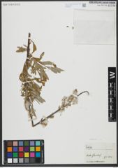 Foto von Salix viminalis L.